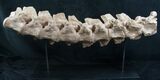 Articulated Platecarpus (Mosasaur) Verts - Kansas #8641-1